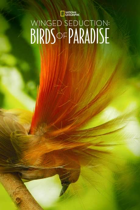 Winged Seduction: Birds of Paradise